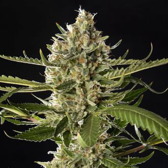 Lemon OG Candy (Philosopher Seeds) feminizovan&aacute;