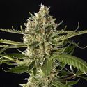 Lemon OG Candy (Philosopher Seeds) feminizovaná