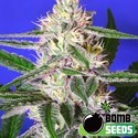 Edam Bomb (Bomb Seeds) feminizovaná