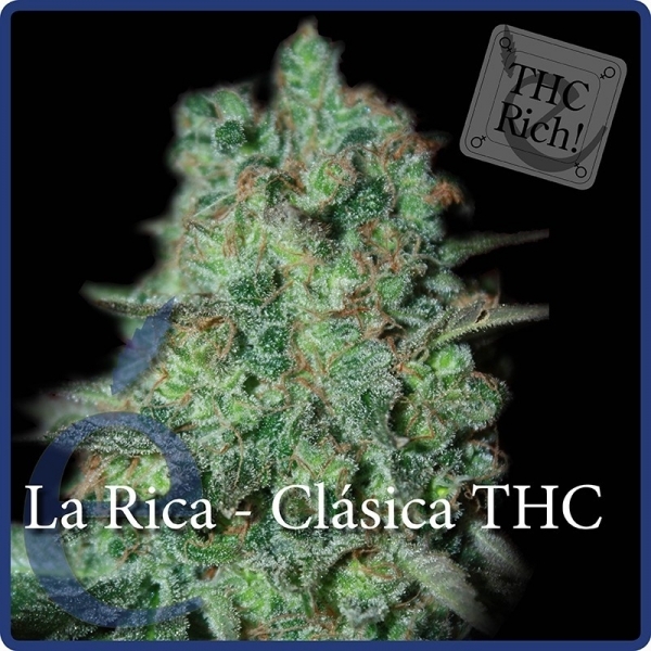 La Rica Classic THC (Elite Seeds) feminizovaná