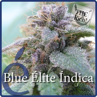 Blue Elite Indica (Elite Seeds) feminizovan&aacute;