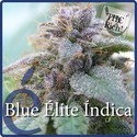 Blue Elite Indica (Elite Seeds) feminizovaná