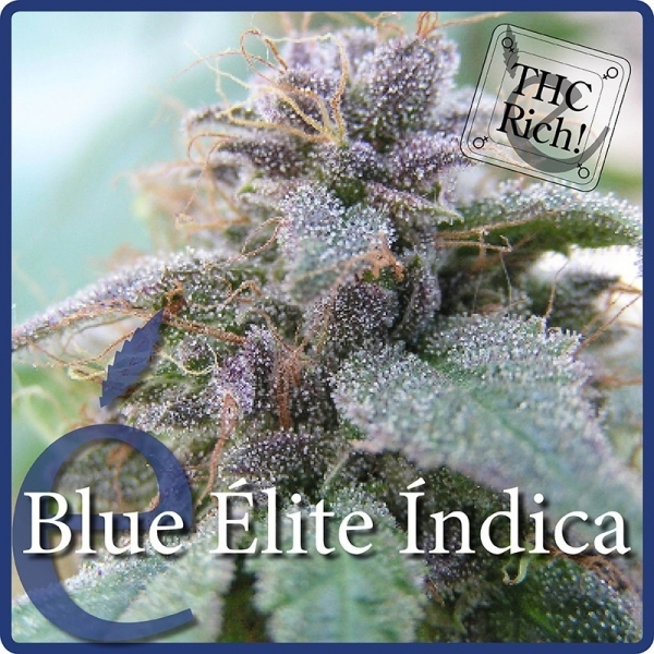 Blue Elite Indica (Elite Seeds) feminizovaná