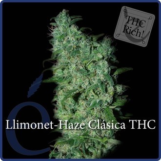 Llimonet Haze Classic THC (Elite Seeds) feminizovan&aacute;
