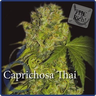 Caprichosa Thai (Elite Seeds) feminizovan&aacute;
