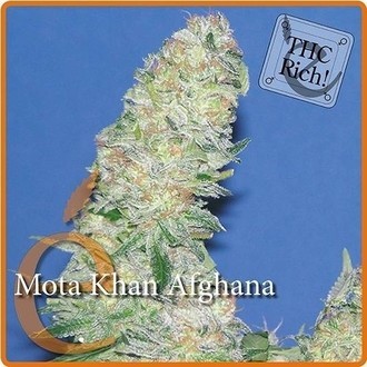 Mota Khan Afghana (Elite Seeds) feminizovan&aacute;