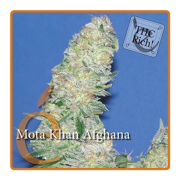 Mota Khan Afghana (Elite Seeds) feminizovaná