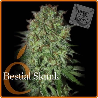 Bestial Skunk (Elite Seeds) feminizovan&aacute;