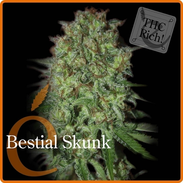 Bestial Skunk (Elite Seeds) feminizovaná