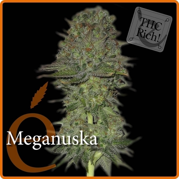 Meganuska (Elite Seeds) feminizovaná