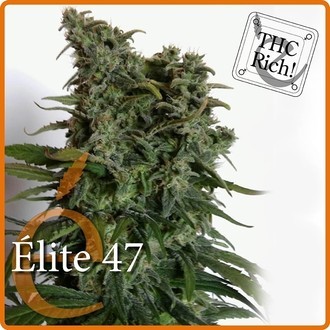 Elite 47 (Elite Seeds) feminizovan&aacute;