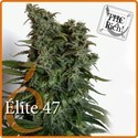 Elite 47 (Elite Seeds) feminizovaná