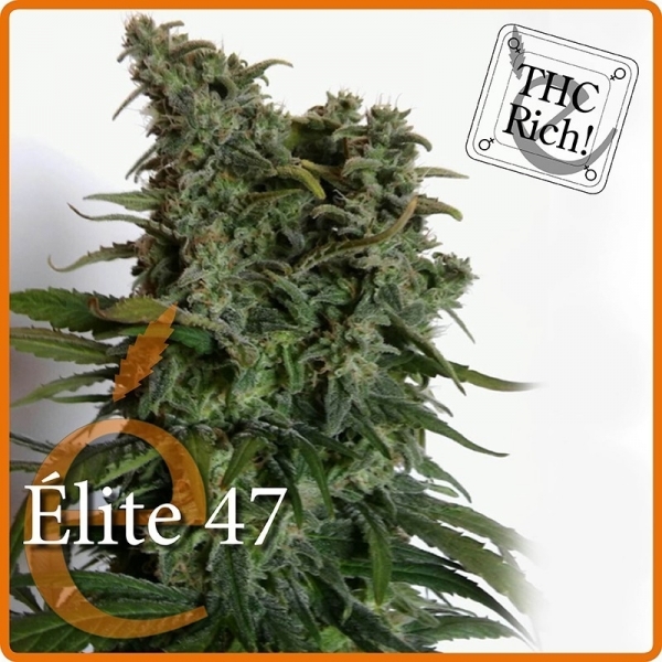 Elite 47 (Elite Seeds) feminizovaná