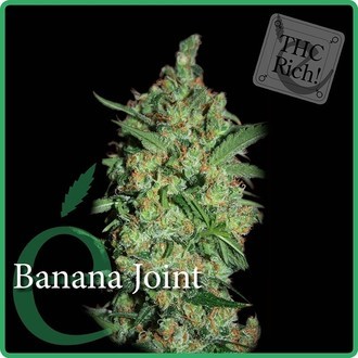Banana Joint (Elite Seeds) feminizovan&aacute;