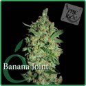 Banana Joint (Elite Seeds) feminizovaná