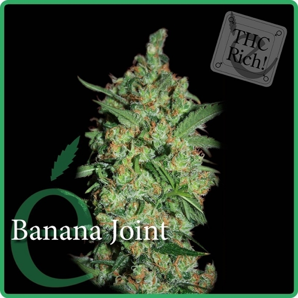 Banana Joint (Elite Seeds) feminizovaná