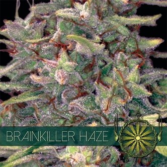 Brainkiller Haze (Vision Seeds) feminizovan&aacute;