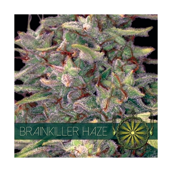Brainkiller Haze (Vision Seeds) feminizovaná