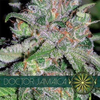Doctor Jamaica (Vision Seeds) feminizovan&aacute;