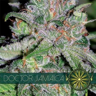 Doctor Jamaica (Vision Seeds) feminizovaná