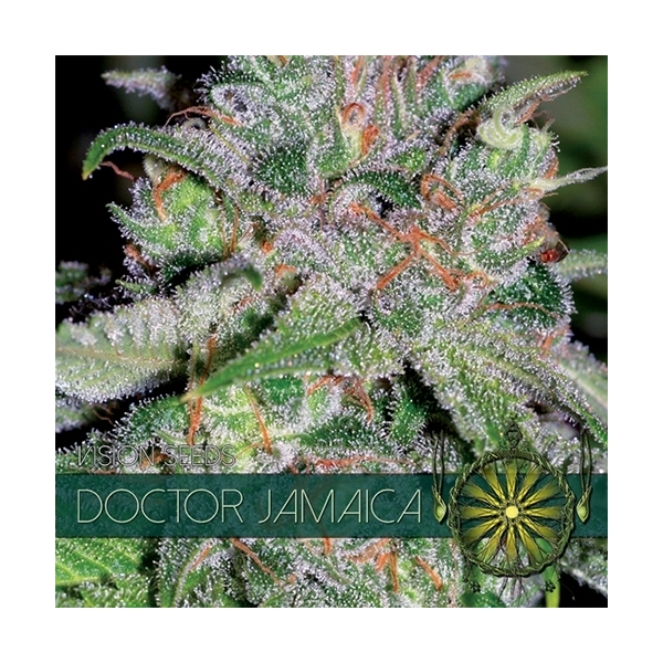 Doctor Jamaica (Vision Seeds) feminizovaná