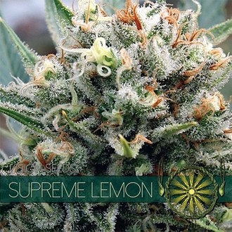 Supreme Lemon (Vision Seeds) feminizovan&aacute;
