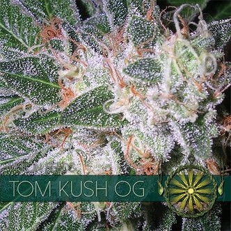 Tom Kush OG (Vision Seeds) feminizovan&aacute;