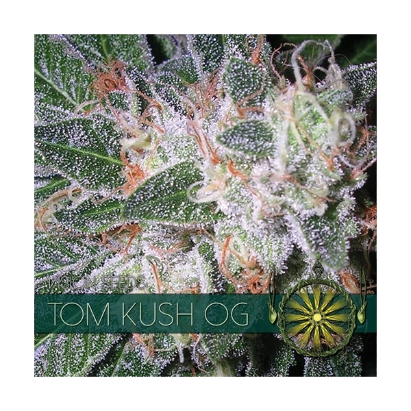 Tom Kush OG (Vision Seeds) feminizovaná