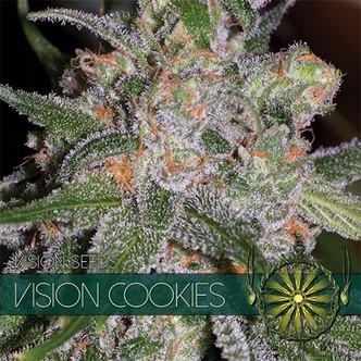 Vision Cookies (Vision Seeds) feminizovan&eacute;