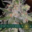 Vision Cookies (Vision Seeds) feminizované