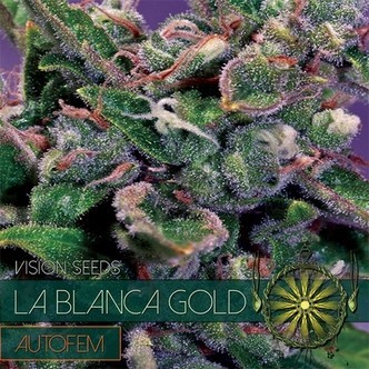 La Blanca Gold Samonakv&eacute;tac&iacute; (Vision Seeds) feminizovan&aacute;