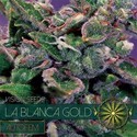 La Blanca Gold Samonakvétací (Vision Seeds) feminizovaná