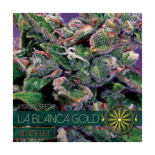 La Blanca Gold Samonakvétací (Vision Seeds) feminizovaná