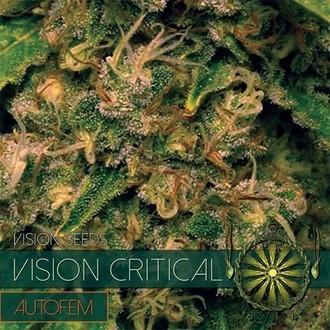 Vision Critical Samonakv&eacute;tac&iacute; (Vision Seeds) feminizovan&aacute;