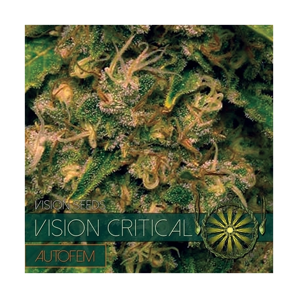 Vision Critical Samonakvétací (Vision Seeds) feminizovaná