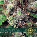 Vision Kush Samonakvétací (Vision Seeds) feminizovaná