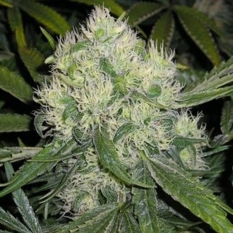 Nordle (Mr. Nice) regulérní