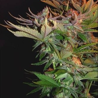 Nordle (Mr. Nice) regulérní