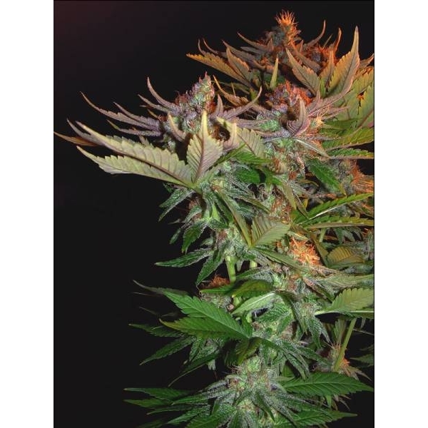 Nordle (Mr. Nice) regulérní