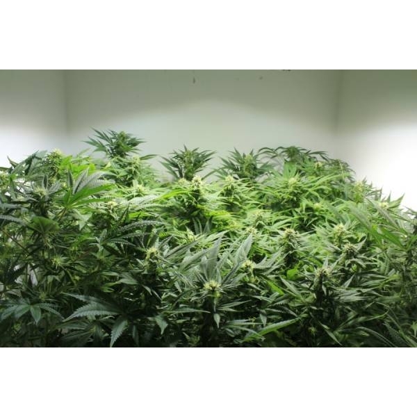 Nordle (Mr. Nice) regulérní