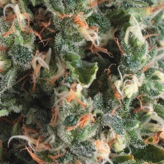 Auto Super OG Kush (Pyramid Seeds) feminizovan&aacute;