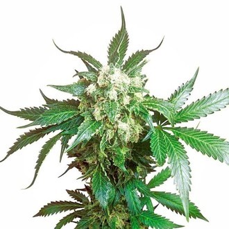 Black Domina (Sensi Seeds) feminizovan&aacute;