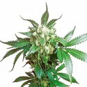 Black Domina (Sensi Seeds) feminizovaná