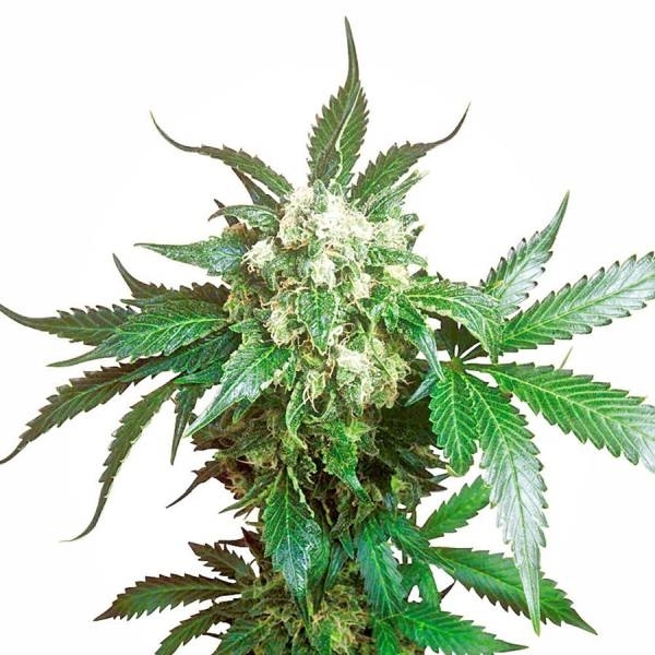 Black Domina (Sensi Seeds) feminizovaná