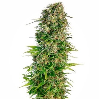 Hindu Kush Samonakv&eacute;tac&iacute; (Sensi Seeds) feminizovan&aacute;