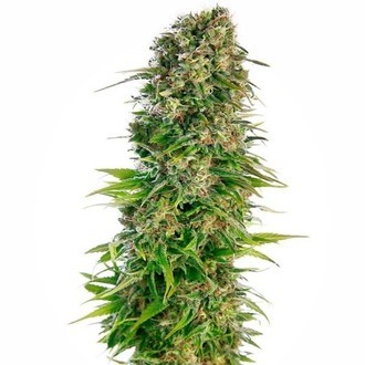 Hindu Kush Samonakv&eacute;tac&iacute; (Sensi Seeds) feminizovan&aacute;