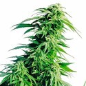 Hindu Kush (Sensi Seeds) feminizovaná