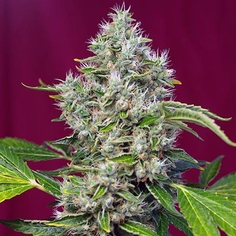 San Fernando Lemon Kush (Sweet Seeds) feminizovan&aacute;