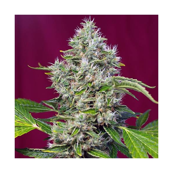 San Fernando Lemon Kush (Sweet Seeds) feminizovaná