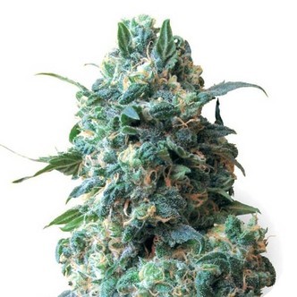 Critical (Sensation Seeds) feminizovan&aacute;